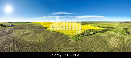 Aerial panorama of a golden canola field surrounded by harvest lines of a cut grain field with blue sky and a sun burst Stock Photo