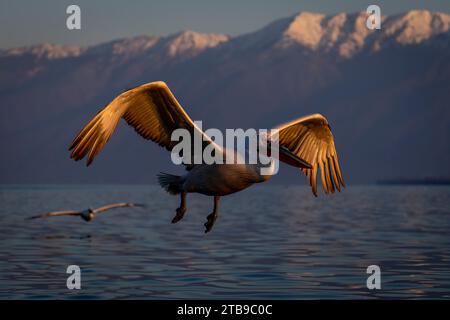 Dalmatian pelican (Pelecanus crispus) glides over lake by another; Central Macedonia, Greece Stock Photo
