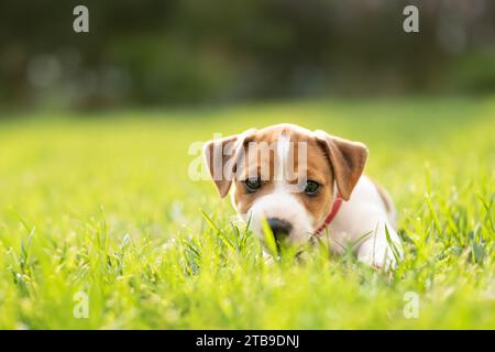 Tiny Jack Russel Terrier puppy laying on green grass. Dogs and pets photography Stock Photo