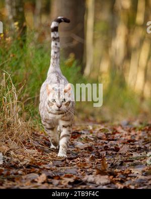 Male bengal cat outdoors in nature park Stock Photo