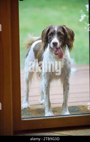 Springer spaniel dog looks inside through a glass door; Cross Lake, Minnesota, United States of America Stock Photo
