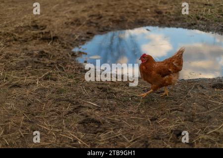 Chicken hen (Gallus gallus domesticus) walking in farm yard past a puddle with reflection of the blue, cloudy sky, Kara's animals in Beckwith Stock Photo