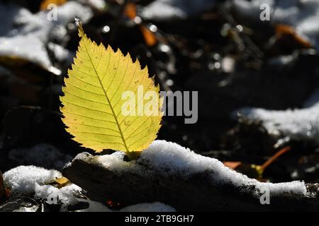 Bright single yellow leaf on snow-covered ground in winter sunlight Stock Photo