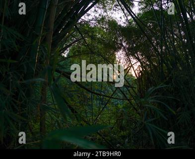 bamboos imbroglio Stock Photo