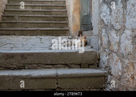 Two cats resting on staircase outside the front door of a tradional stone residential building in the town of Vis in Croatia Stock Photo