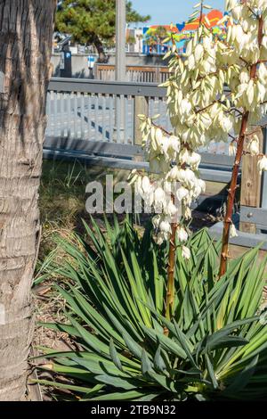 Yucca Thread White Flowering Yucca Plant (Yucca filamentosa), Adam's Needle And ...