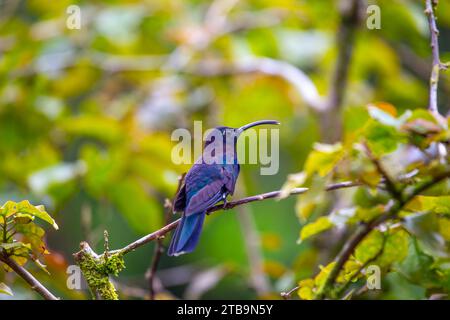 Graceful Violet Sabrewing, Campylopterus hemileucurus, a mesmerizing hummingbird found in Central America. Witness its enchanting violet plumage and a Stock Photo