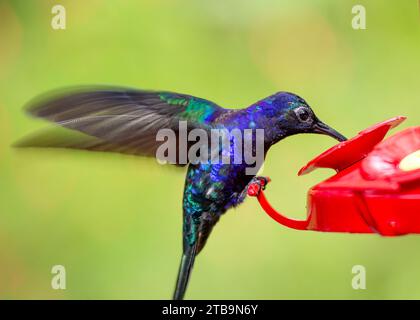 Graceful Violet Sabrewing, Campylopterus hemileucurus, a mesmerizing hummingbird found in Central America. Witness its enchanting violet plumage and a Stock Photo