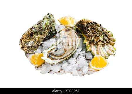 Fresh oysters with lemon on ice. Isolated, white background Stock Photo