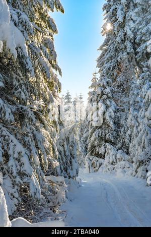 Beautiful pine trees lit by the sun in snow with blue sky in backlight, Black Forest, Germany Stock Photo
