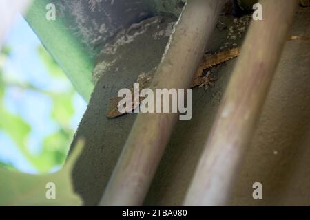 Small gecko trying to hide on wall of house in Buenos Aires, Argentina. These lizards were extremely rare in Buenos Aires until a few years ago, and n Stock Photo