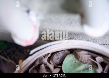 Small gecko trying to hide on wall of house in Buenos Aires, Argentina. These lizards were extremely rare in Buenos Aires until a few years ago, and n Stock Photo