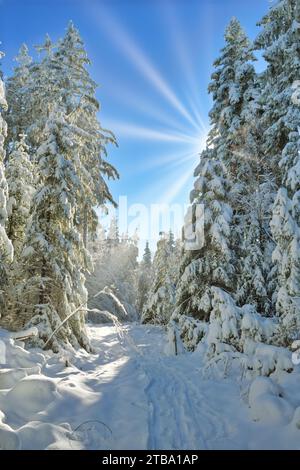Beautiful pine trees lit by the sun in snow with blue sky in backlight, Black Forest, Germany Stock Photo