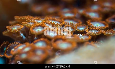 Underwater photo - orange flower like soft corals, Zoanthus species, emitting light under UV bulb, abstract marine background, shallow depth of field Stock Photo