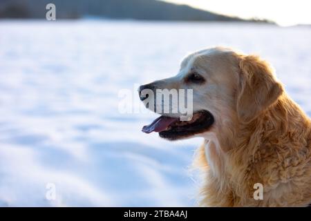 A golden retriever lies in the snow and looks to the side Stock Photo