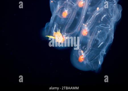 This larval cardinalfish is just one centimeter long and was photographed in front of salps during a blackwater drift dive, in open ocean at 50 feet w Stock Photo