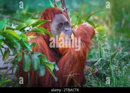 Sumatran Orangutan with coconut (Pongo abelii) Stock Photo