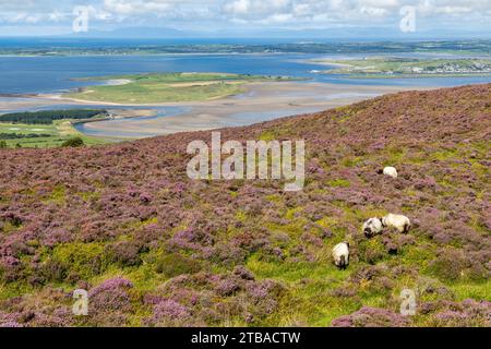 Trail to Knocknarea mountain, Grange North, Knockaree, Sligo, Ireland Stock Photo