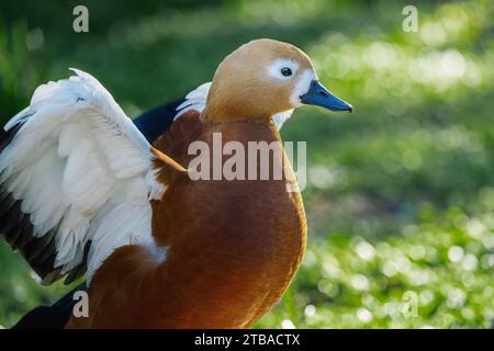 Ruddy Shelduck (Tadorna ferruginea) - Orange-brown Duck with open wings Stock Photo