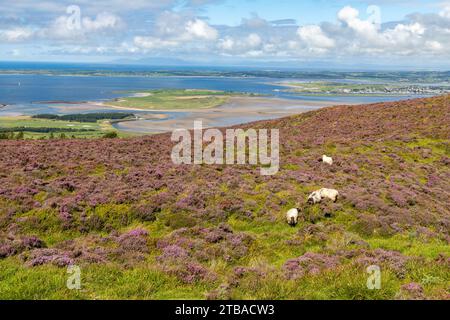 Trail to Knocknarea mountain, Grange North, Knockaree, Sligo, Ireland Stock Photo