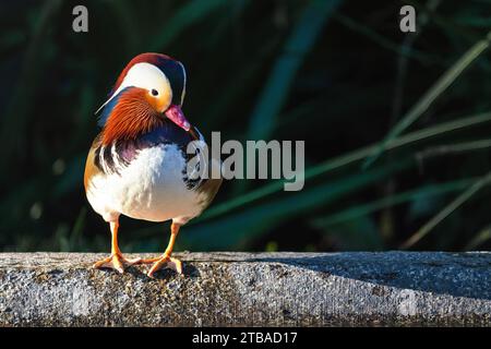 Colorful Mandarin Duck (Aix galericulata) Stock Photo