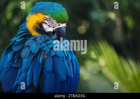 Blue and Yellow Macaw (Ara ararauna) Stock Photo