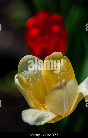 Macro of water drops on a light yellow tulip's petals with a blurry red tulip in the background Stock Photo