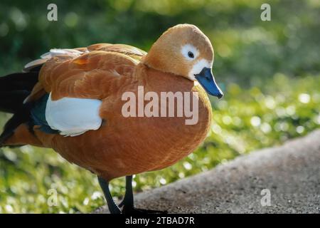 Ruddy Shelduck (Tadorna ferruginea) - Orange-brown Duck Stock Photo