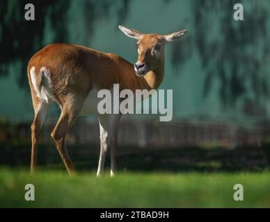 Female Blackbuck Antelope (Antilope cervicapra) Stock Photo