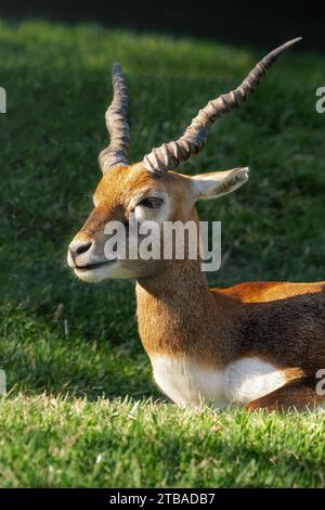 Young Male Blackbuck Antelope (Antilope cervicapra) Stock Photo