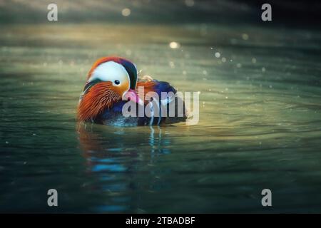 Mandarin Duck (Aix galericulata) on a lake Stock Photo