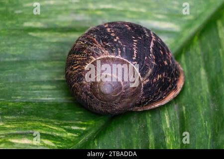 Asian Tramp Snail Shell (Bradybaena similaris) Stock Photo
