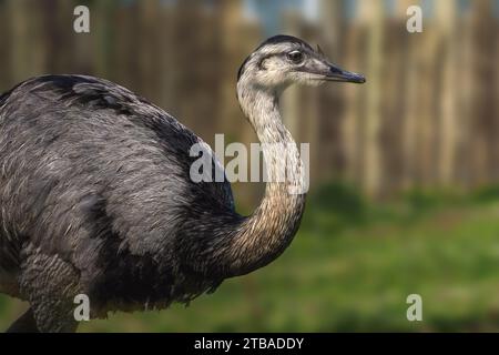 Greater Rhea (Rhea americana) - South american flightless bird Stock Photo