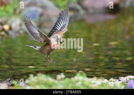 linnet (Carduelis cannabina, Acanthis cannabina, Linaria cannabina), male landing in a brook, side view, Germany, Mecklenburg-Western Pomerania Stock Photo