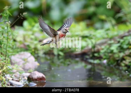 linnet (Carduelis cannabina, Acanthis cannabina, Linaria cannabina), male landing in a brook, side view, Germany, Mecklenburg-Western Pomerania Stock Photo