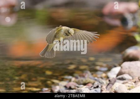 willow warbler (Phylloscopus trochilus), juvenile landing by the waterside, Germany, Mecklenburg-Western Pomerania Stock Photo