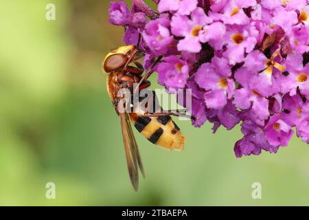 Hornet mimic hoverfly (Volucella zonaria, Volucella zonalis), sitting on flowers of Buddleja, Germany, Mecklenburg-Western Pomerania Stock Photo