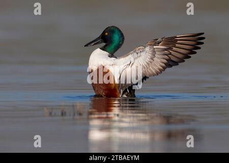 northern shoveler, shoveler (Anas clypeata, Spatula clypeata), fluttering drake in shallow water, side view, Italy, Tuscany Stock Photo