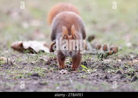European red squirrel, Eurasian red squirrel (Sciurus vulgaris), running in a meadow, gfront view, Germany, Mecklenburg-Western Pomerania Stock Photo