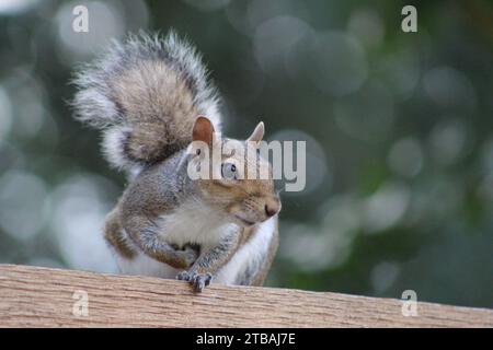 Gray squirrel Stock Photo