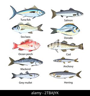 Set of commercial fishes species. Seafood fish. Isolated design elements. Vector illustration Stock Vector