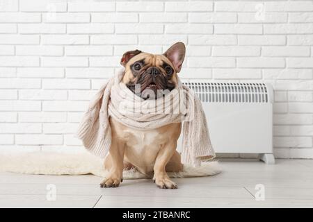 Cute French bulldog with scarf near white brick wall Stock Photo