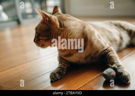 Beautiful stylish Bengal cat. Animal portrait. Playful cat. Bengal cat is lying on the floor. . High quality photo Stock Photo