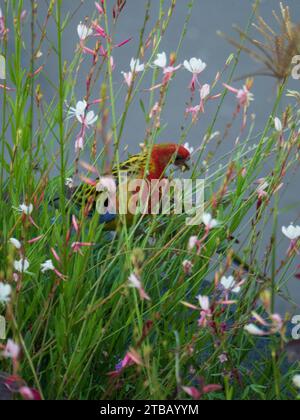 An Eastern Rosella, Australian native bird, partially hidden by willowy white and pink Gaura or Whirling Butterfly flowers in the garden Stock Photo