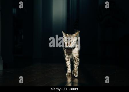 Beautiful stylish Bengal cat. Animal portrait. Playful cat. Bengal cat is lying on the floor. . High quality photo Stock Photo