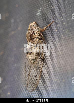 Cicada ‘Floury Baker’ Australian native insect on a wire mesh fly screen on a window, glassy transparent wings with brown black veins Stock Photo