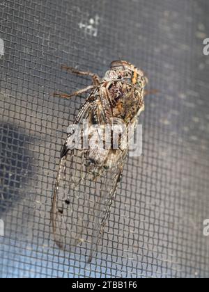 Cicada ‘Floury Baker’ Australian native insect on a wire mesh fly screen on a window, glassy transparent wings with brown black veins Stock Photo