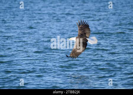 Adult bald eagle with white head turning with wings extended over blue water Stock Photo