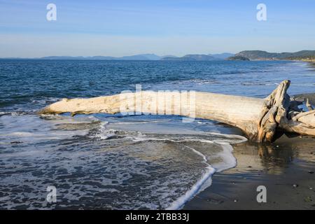 Driftwood tree washed up on beach with waves beaking in sunshine on Whidbey Island Stock Photo