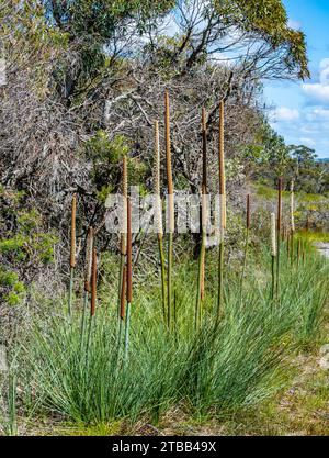 Flower stem of Grass Trees (Xanthorrhoea media). New South Wales, Australia. Stock Photo